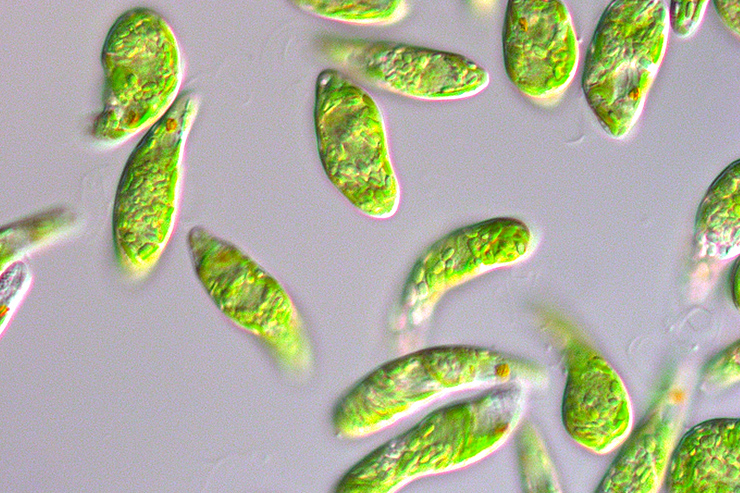 微細藻類ユーグレナ（和名ミドリムシ）